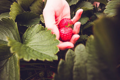 Close-up of red berries on plant