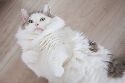 High angle view of cat rolling on floor at home