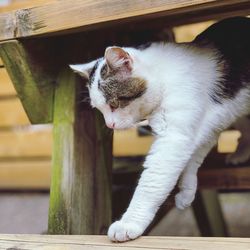 Close-up of cat sitting on wood