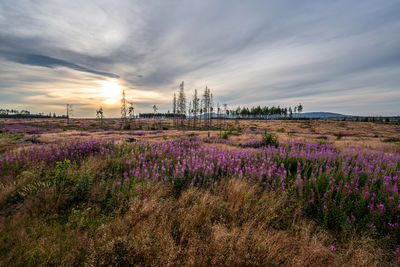 Scenic view of field against sky during sunset