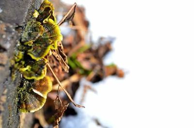 Close-up of plant against blurred background