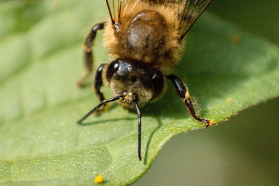 Close-up of insect on leaf