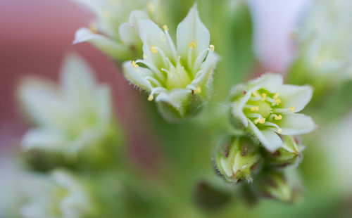 Close-up of plant