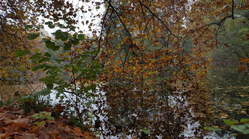 View of autumnal trees