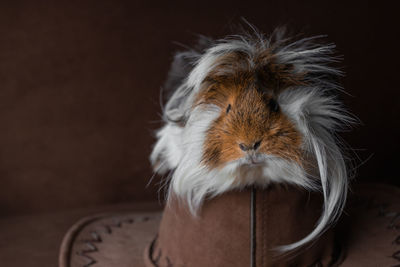 Guinea pig on a dark background. pet. rodent.