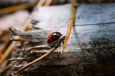 Close-up of insect