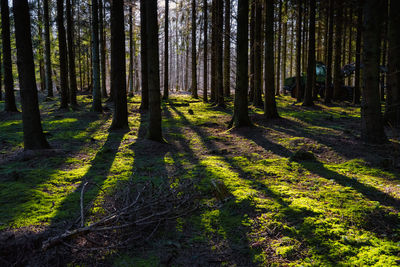 A picture of a pine forest in beautiful early morning light