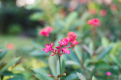 Close-up of pink flowers blooming outdoors