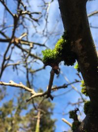 Low angle view of tree against sky