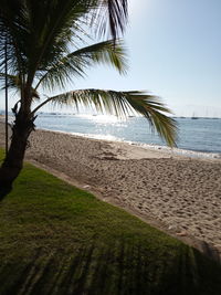 Palm trees on beach against clear sky