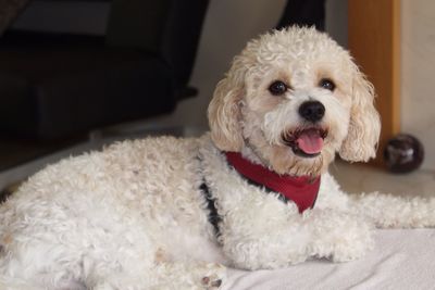 Portrait of dog sitting at home