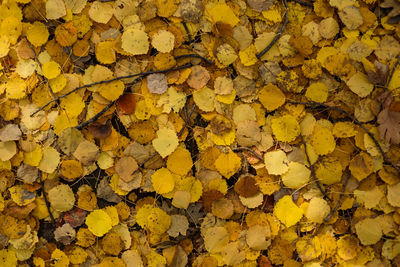 Full frame shot of yellow autumn leaves