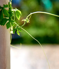 Close-up of insect on plant