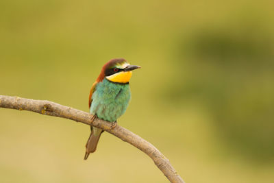 Close-up of bird perching on branch