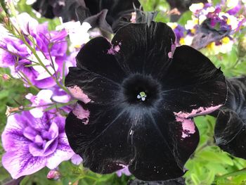 Close-up of purple flowers