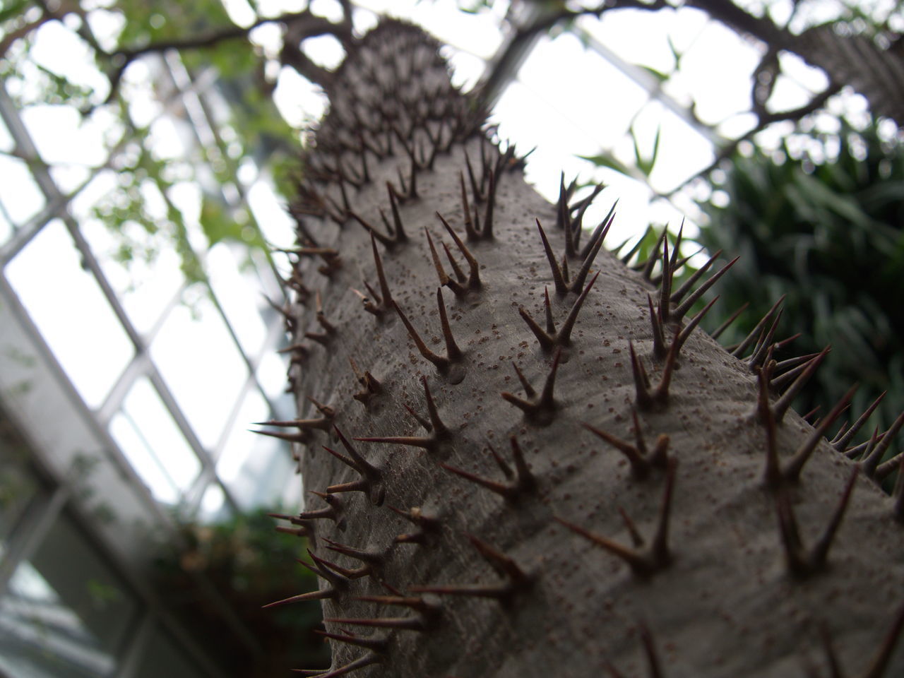 CLOSE-UP OF SPIKED PLANT