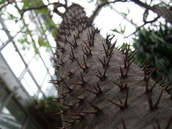 Close-up of cactus plant against trees