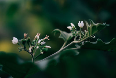 Close-up of flowering plant leaves