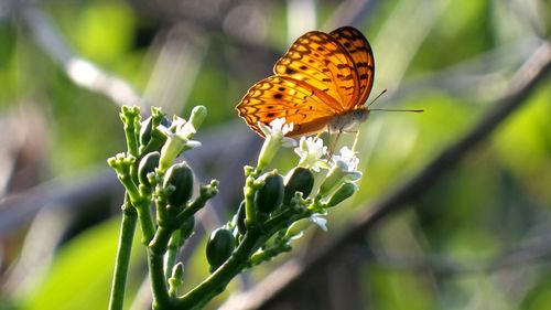 Close-up of butterfly pollinating on flower