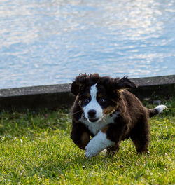 Portrait of dog on field