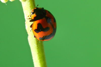 Close-up of ladybug on leaf