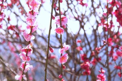 Close-up of pink plum blossom