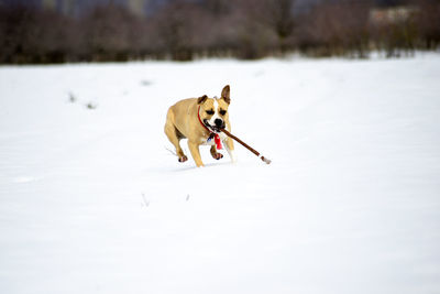 Dog running in snow