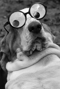 Close-up of dog wearing funny glasses 