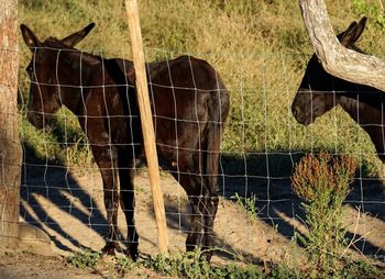 View of two horses on field