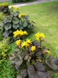 Close-up of yellow flowers