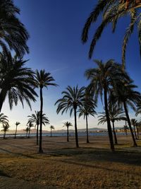 Palm trees on beach against sky