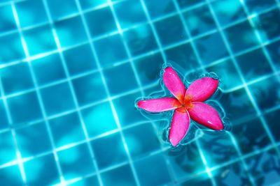 Close-up of a pink flower