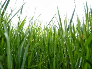 Close-up of crops growing on field against sky