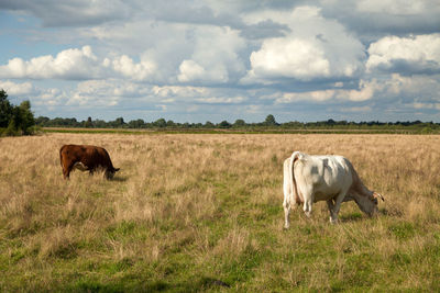 Horses in a field