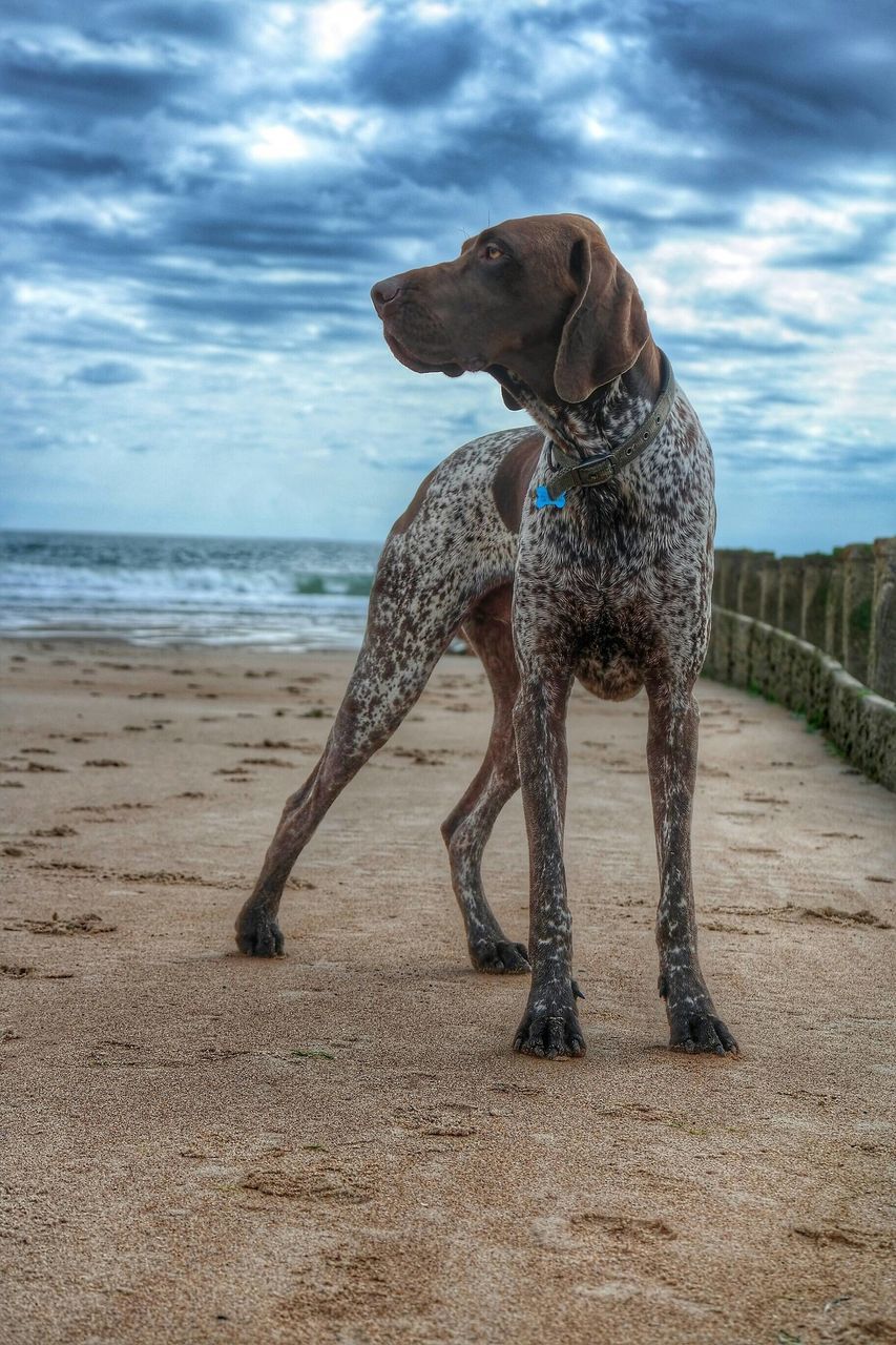 animal themes, one animal, sky, beach, sea, sand, cloud - sky, full length, shore, mammal, nature, water, animals in the wild, domestic animals, cloud, dog, standing, beauty in nature, horizon over water, wildlife