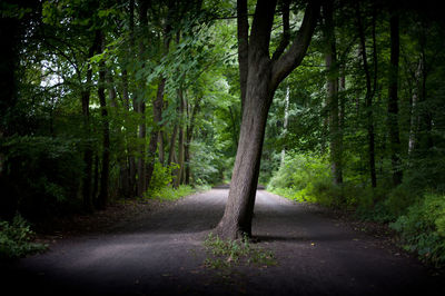 Road amidst trees in forest