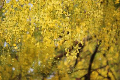 Close-up of yellow flowering plant on field