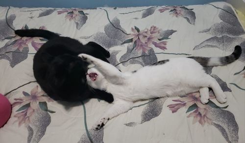 High angle view of cat resting on bed