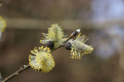 Close-up of fly on flower