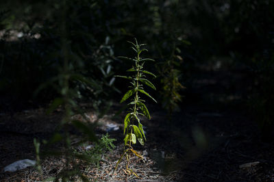 Close-up of plant growing on field