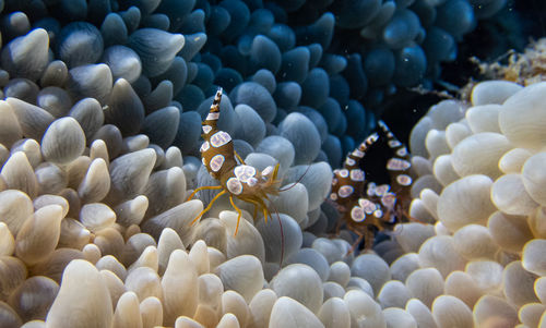 Close-up of fish swimming in sea