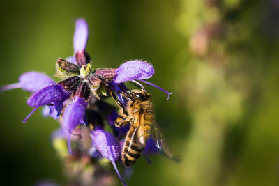 Close-up of insect on purple flower