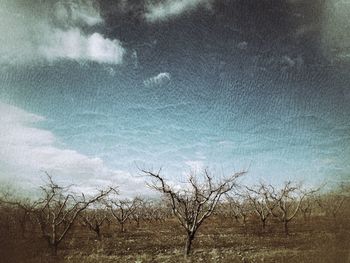 Scenic view of grassy field against sky