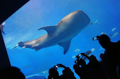 Silhouette people photographing whale shark in okinawa churaumi aquarium