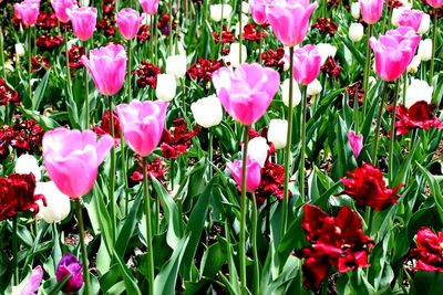 Close-up of red flowers blooming outdoors