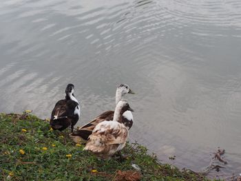 High angle view of ducks swimming on lake