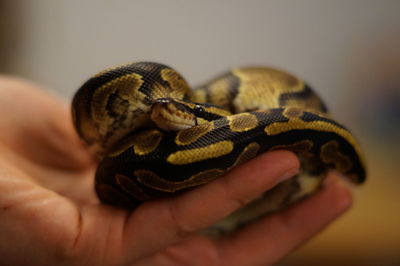 Close-up of hand holding leaf