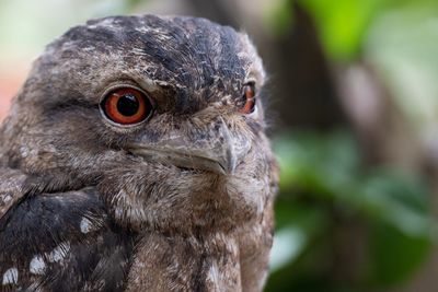 Close-up of a bird
