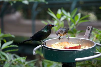 Bird perching on a feeder