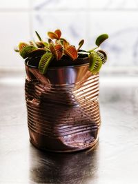 Close-up of potted plant on table